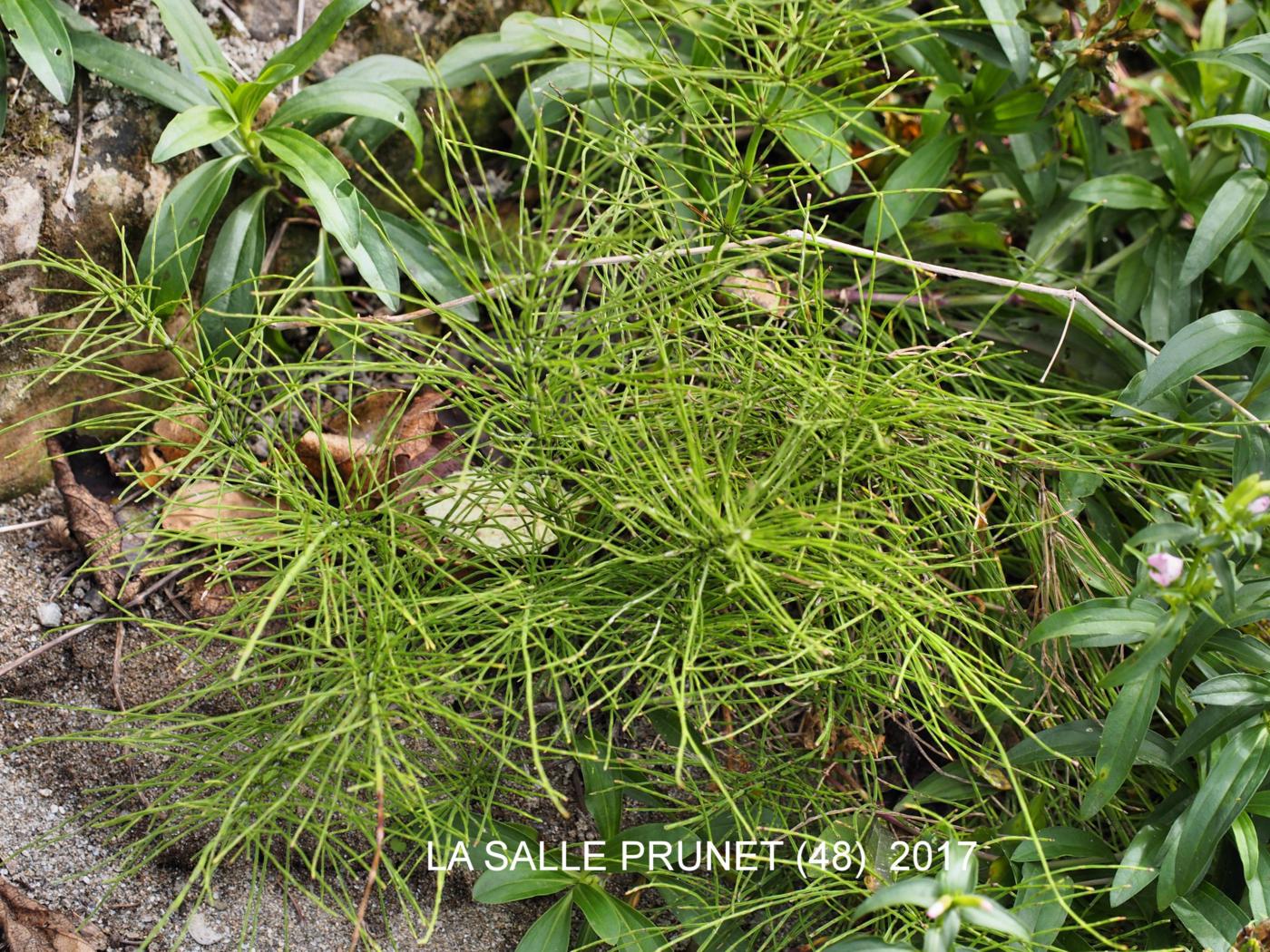 Horesetail plant